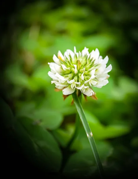 Fleur Trèfle Blanc Sur Fond Herbe Verte Macro Une Photo — Photo