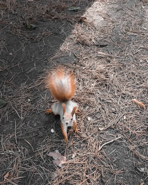 Rote Eichhörnchen Herbst Park Bettler Ein Foto Hochwertiges Foto — Stockfoto