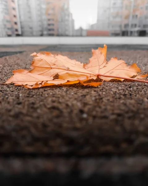 Sonbaharda Asfaltta Solmuş Sarı Bir Akçaağaç Yaprağı Makro Bir Fotoğraf — Stok fotoğraf