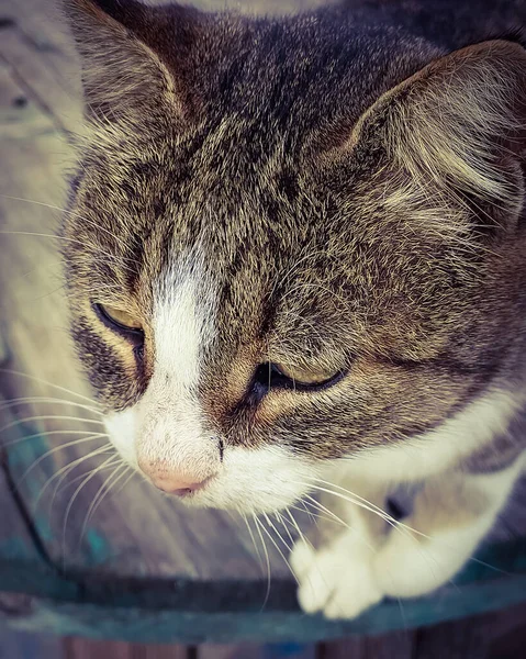 Moncong Dari Gelandangan Kucing Sedih Close Sebuah Foto Potret Vertikal — Stok Foto