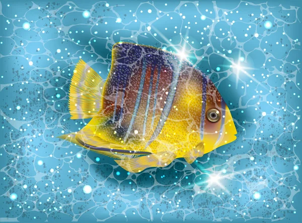 Caribe Blue Angelfish Cartão Verão Subaquático Ilustração Vetorial —  Vetores de Stock