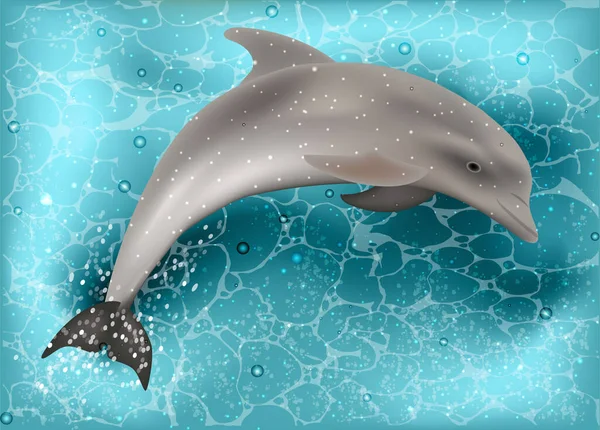 Dolphin Invitation Summer Card Vector Illustration — Stock Vector