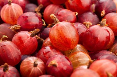 Bektaşi üzümü odaklı makro detay yakın plan