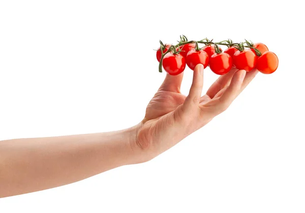 Gałąź Pomidora Wiśniowego Drodze Odizolowana Białym — Zdjęcie stockowe