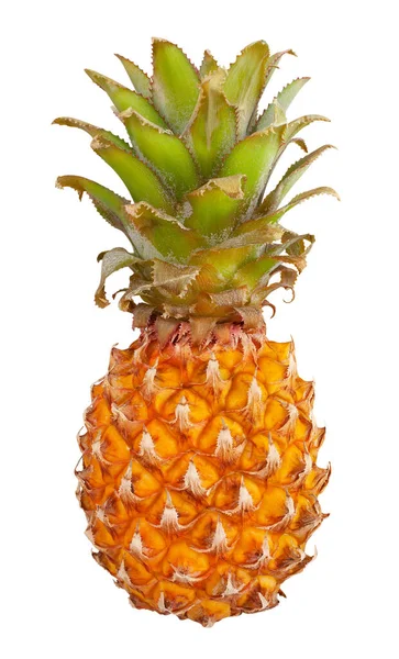 Mini Ananas Pad Geïsoleerd Wit — Stockfoto