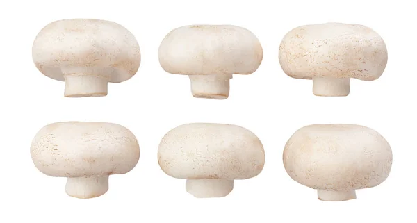 Caminho Cogumelos Isolado Branco — Fotografia de Stock
