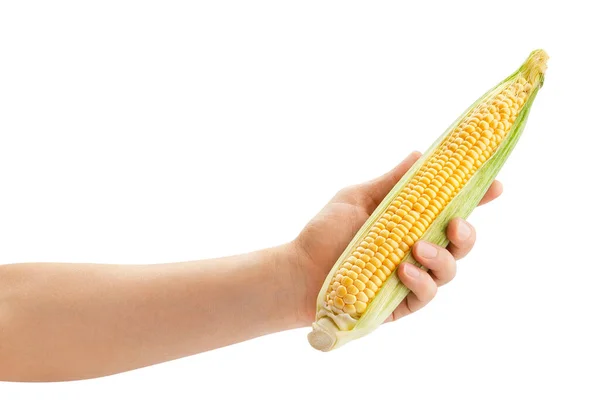 Kukurydza Dłoni Ścieżka Izolowana Białym — Zdjęcie stockowe