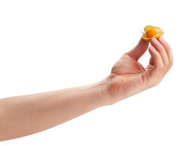 Beyazda izole edilmiş el yolunda fizsalis.