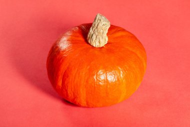 Kırmızı arkaplanda kırmızı kuri kabağı