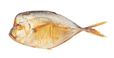 vomer balık yolu beyaz üzerinde izole