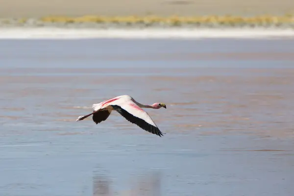 Roze Flamingo Vliegend Een Meer Vlakbij Het Eduardo Avaroa National Stockfoto