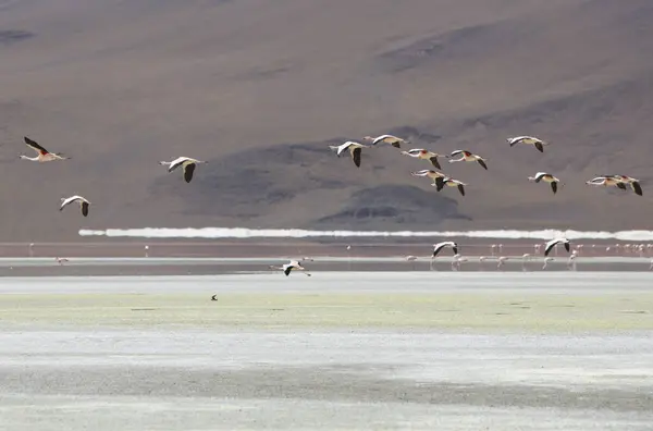 Gruppe Rosa Flamingos Fliegt Über Einen See Der Nähe Des lizenzfreie Stockfotos