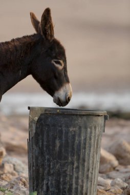 Bir eşek siyah bir çöp kutusuna bakıyor, belki atıştırmalık bir şeyler arıyordur..
