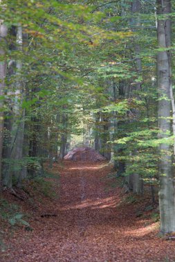 Sonbahar yapraklarıyla kaplı bir patika uzun ağaçlardan oluşan bir ormana çıkıyor..
