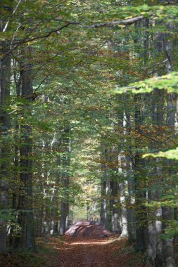 Brüksel 'de ağaçlar ve sonbahar yapraklarıyla kaplı bir ormandan geçen bir patika..