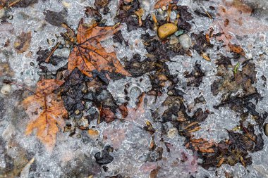 Dirty ice-covered puddle with melted last year's leaves in nature in spring