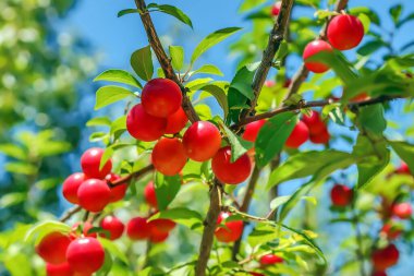 Red cherry plum ripen on a branch. Small red fruits on the branches of a shrub.