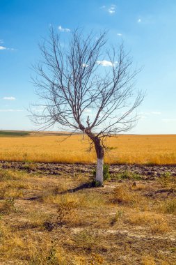 Dry lonely tree in the field