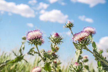 Dikenli bitki sütü, doğada gökyüzüne karşı.