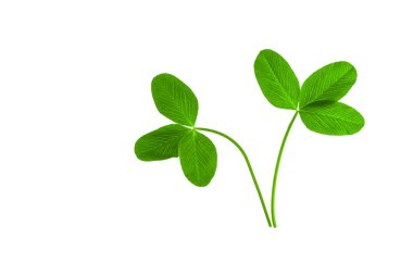 Beyaz arkaplanda yonca yaprakları