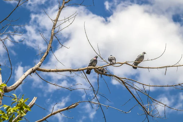 Πουλιά Που Κάθονται Ένα Ξερό Κλαδί Στον Ουρανό — Φωτογραφία Αρχείου
