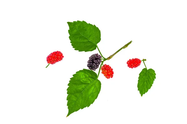 Mulberry fruit on a white background