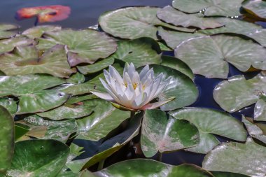 Doğası gereği güzel nemfoman çiçekleri. Su çiçekleri..