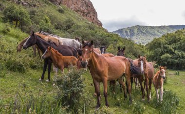 Bir at sürüsü dağlık arazide otluyor.