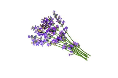 Beyaz arka planda lavanta çiçekleri var. Bir demet lavanta çiçeği.