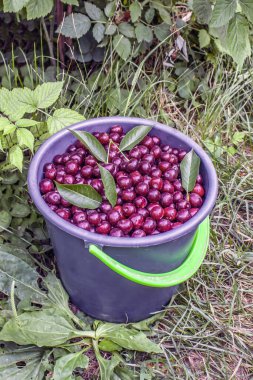 Kırsaldaki bir kovada olgun kiraz hasadı.