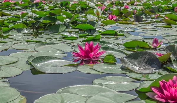 stock image Beautiful nymphaeum flowers in nature.Water flowers.