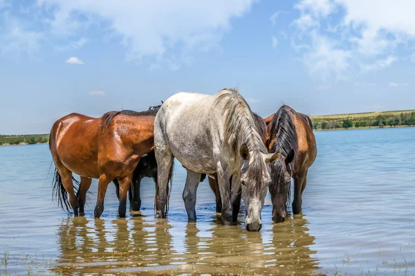 Konie Stoją Rzece Chowając Się Przed Upałem — Zdjęcie stockowe