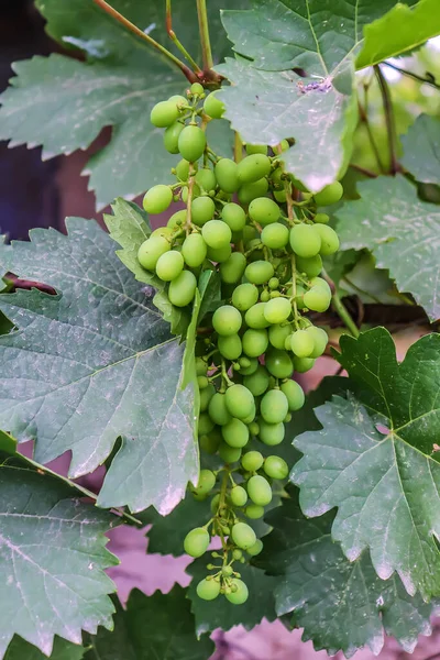 stock image Unripe green grapes in nature in spring