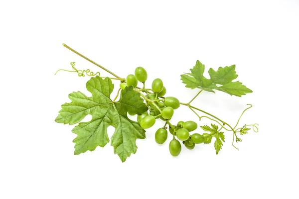 Świeża Zielona Gałąź Winogron Niedojrzałymi Owocami Białym Tle — Zdjęcie stockowe