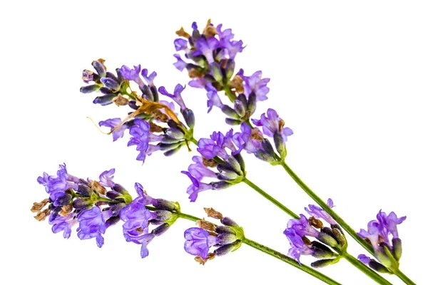 lavender flowers isolated on white background. bouquet of lavender flowers.