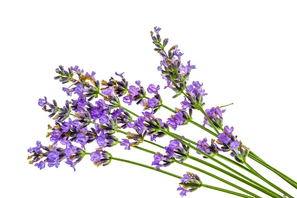 lavender flowers isolated on white background. bouquet of lavender flowers.