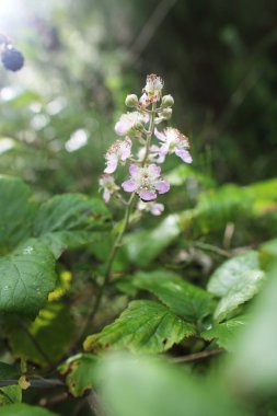 Vahşi böğürtlen çiçekleri yazın ortasında Bokeh ile makro