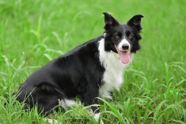 Border Collie köpeği çimlerin üzerinde oturuyor.