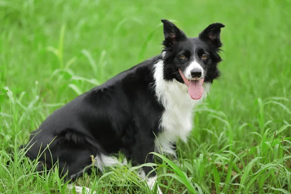 Border Collie dog sitting outdoor on the grass