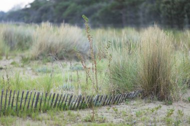 Çam ve çimenler kıyı şeridinde yetişir. Ahşap çitler. Anty erosian.