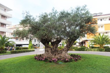 İtalya 'nın Bibione sokağında bin yıllık zeytin ağacı