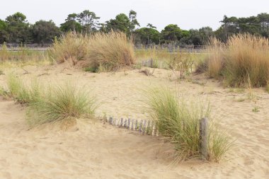 İtalya 'daki Bibione sahilinde sabah, kum tepeleri ve ufuktaki siyah çam ağaçları