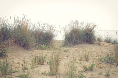 Güneşli yaz sabahında kumsal denizinde kum çimleri...