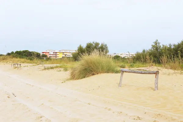 Mattina Presto Sulla Spiaggia Bibione Italia Dune Sabbia Pini Neri — Foto Stock