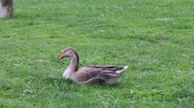 Çiftlik kazları yazın yeşil krediyle 
