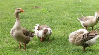 Çiftlik kazları yazın yeşil krediyle 