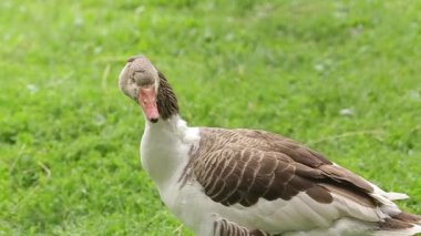 Çiftlik kazları yazın yeşil krediyle 
