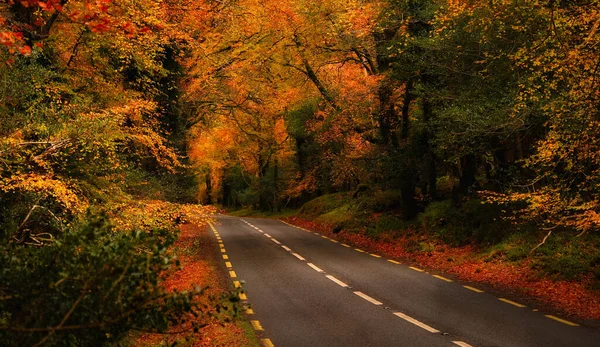 Scenic Mountain Road Golden Autumn Killarney National Park Kerry Ireland — Stock Photo, Image