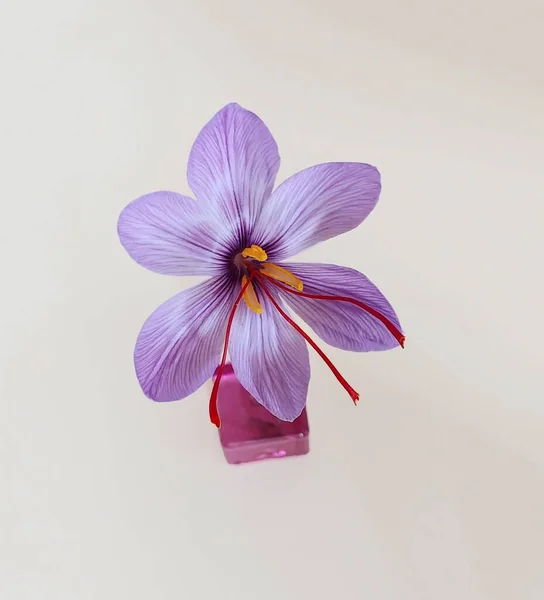 Safranblütenknospen Öffnen Sich Aus Nächster Nähe Würzen Von Teurem Safran — Stockfoto