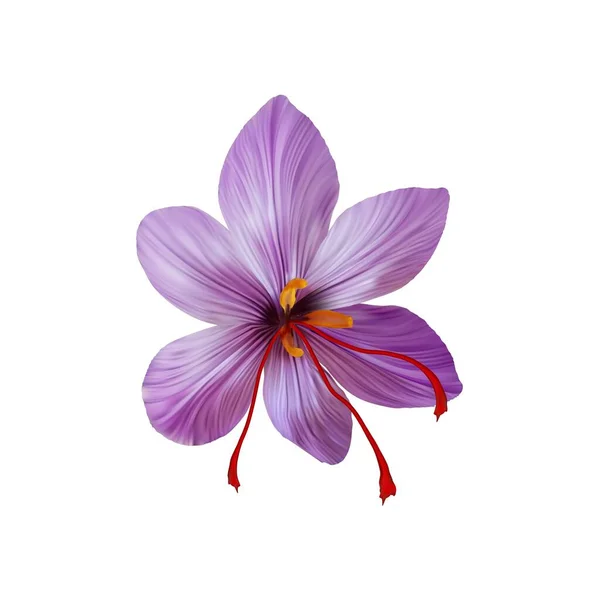 Saffron Květina Bud Otevřít Zblízka Koření Drahé Šafrán Bílém Pozadí — Stockový vektor